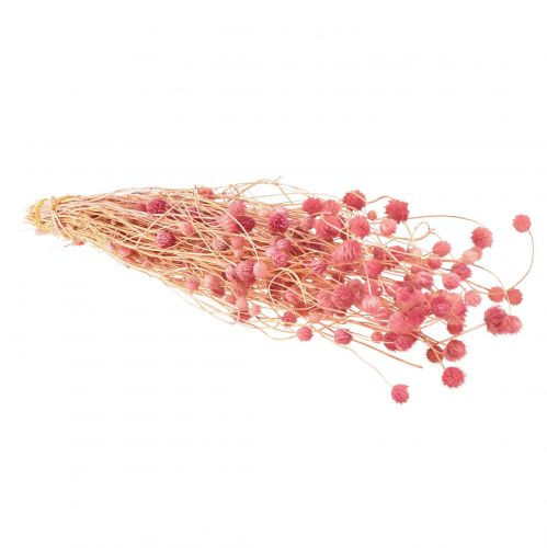 Prodotto Decorazione di cardo fragola rosa antico fiori secchi rosa 50 cm 100 g