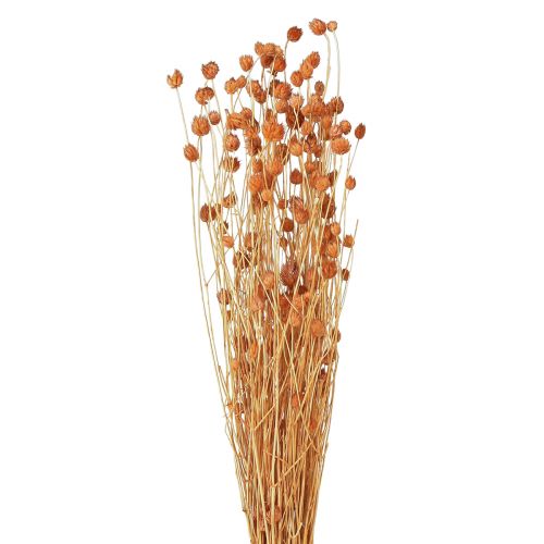 Cardo fragola fiori secchi decorazione cardo terracotta 68 cm 85 g