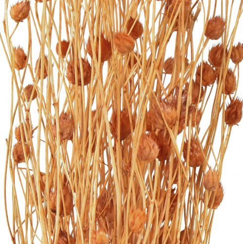 Prodotto Cardo fragola fiori secchi decorazione cardo terracotta 68 cm 100 g