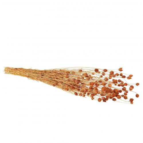 Prodotto Cardo fragola fiori secchi decorazione cardo terracotta 68 cm 100 g