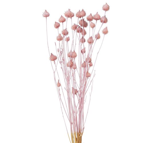 Floristik24 Cardo fragola cardo secco decorazione cardo rosa chiaro 58 cm 65 g