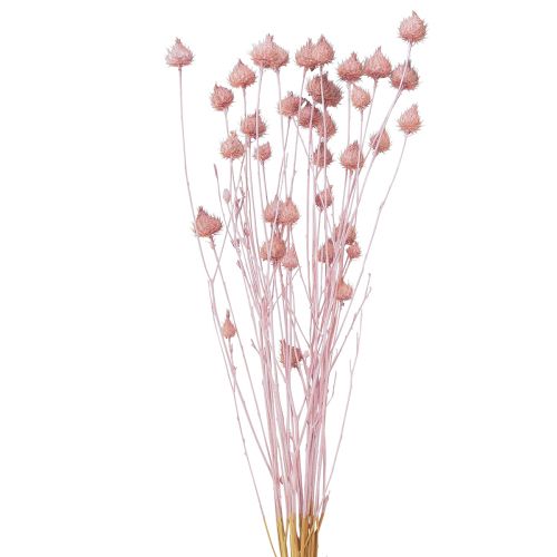 Floristik24 Cardo fragola Cardo essiccato Decorazione rosa chiaro 58cm 100g