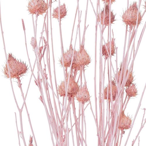 Prodotto Cardo fragola Cardo essiccato Decorazione rosa chiaro 58cm 100g