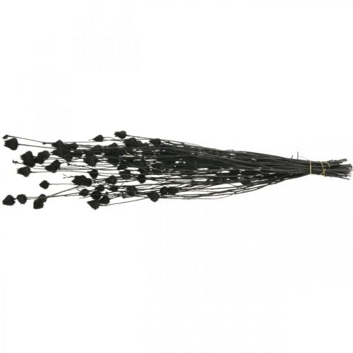 Prodotto Fiori secchi Cardo secco nero Cardo fragola 100g