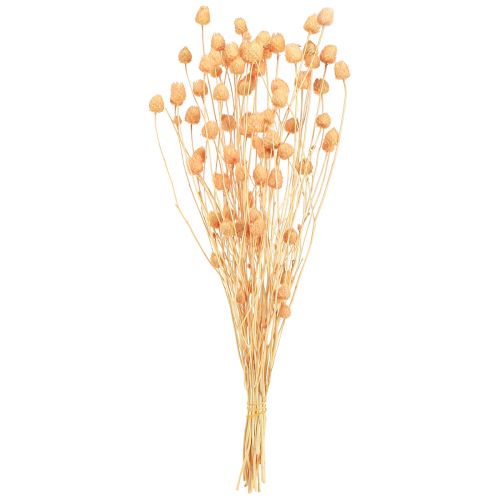 Prodotto Cardi rossi alla fragola decorazione secca in salmone 55 cm 100 g