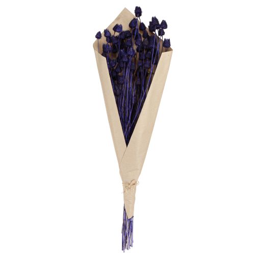 Prodotto Cardi fragola Cardo secco Decorazione di cardo viola 44-58 cm 100 g