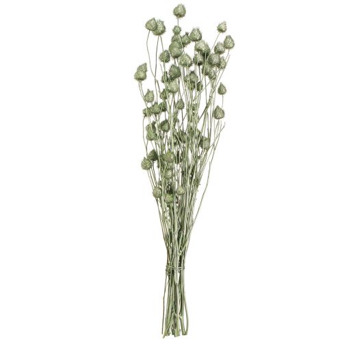Prodotto Cardi fragola in verde metallizzato Ø1cm–2cm L55cm 100g