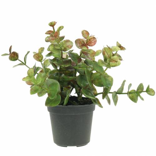 Floristik24 Eucalipto in vaso H15cm