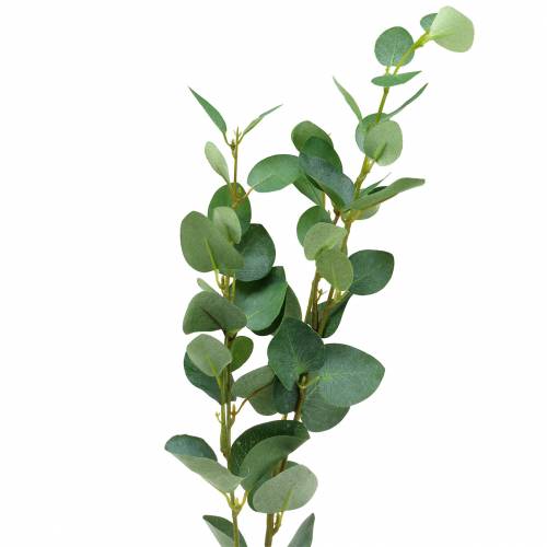 Floristik24 Ramo di eucalipto 76 cm