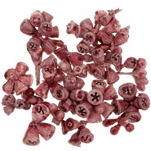 Floristik24 Frutti di eucalipto cerati rossi 250g