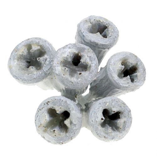Floristik24 Frutta eucalipto cerato bianco 250g