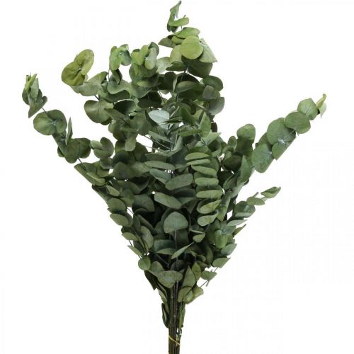 Rami stabilizzati di eucalipto Foglie rotonde verdi 150g