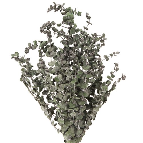 Rami di eucalipto conservati Foglie rotonde verdi 150g