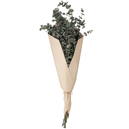Prodotto Rami di eucalipto conservati Foglie rotonde verdi 150g
