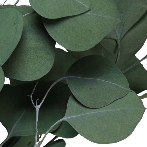 Floristik24 Rami di eucalipto rami decorativi verdi conservati 70-80 cm 110 g