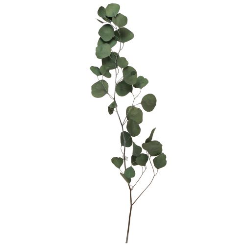 Floristik24 Rami di eucalipto rami decorativi verdi conservati 70-80 cm 110 g