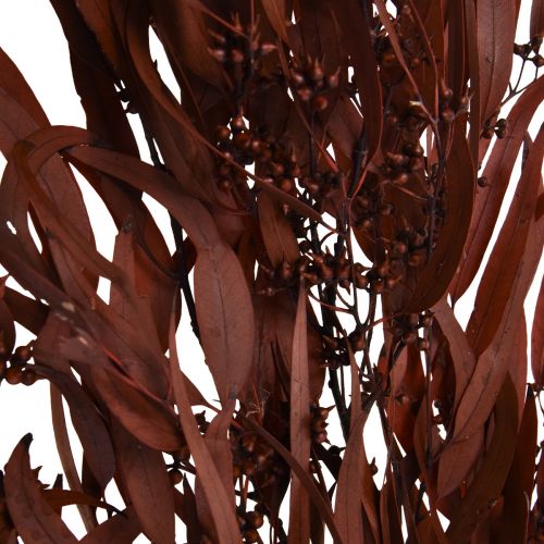 Prodotto Rami di eucalipto conservati, rosso, marrone, 56 cm, 135 g