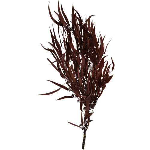 Prodotto Rami di eucalipto conservati, rosso, marrone, 56 cm, 135 g