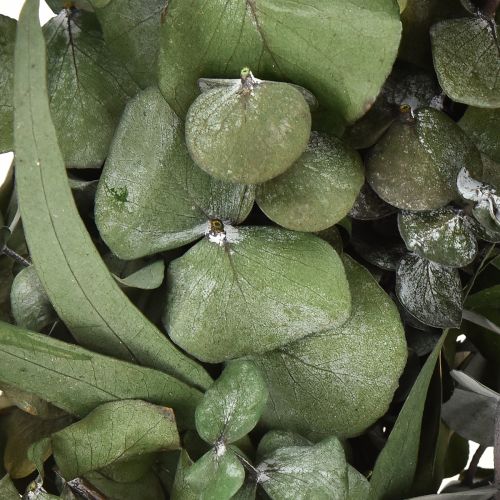 Prodotto Corona di eucalipto corona naturale eucalipto conservato Ø35cm