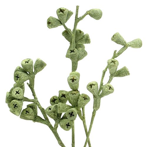 Floristik24 Ramo di eucalipto verde satinato 25 pz
