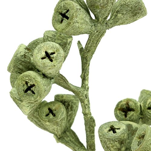 Prodotto Ramo di eucalipto verde satinato 25 pz
