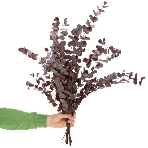Prodotto Rami di eucalipto, eucalipto conservato, fiori secchi, rosso, 75 cm, 150 g