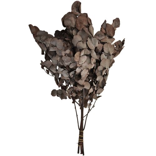 Prodotto Rami di eucalipto Eucalipto rosso stabilizzato L49cm 120g