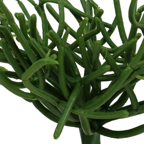 Prodotto Euphorbia plettro verde 19 cm 4 pezzi