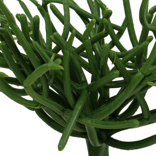 Floristik24 Euphorbia plettro verde 19 cm 4 pezzi