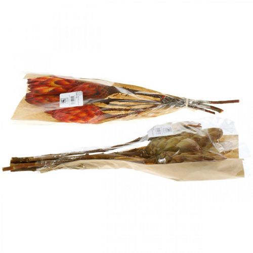 Floristik24 Protea Mix, Fiori Secchi Respens Naturale/Rosso 13 pz