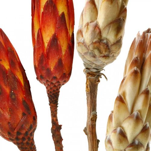 Floristik24 Protea Mix, Fiori Secchi Respens Naturale/Rosso 13 pz