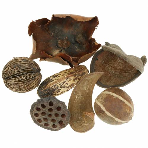 Floristik24 Assortimento esotico natura in rete 200g