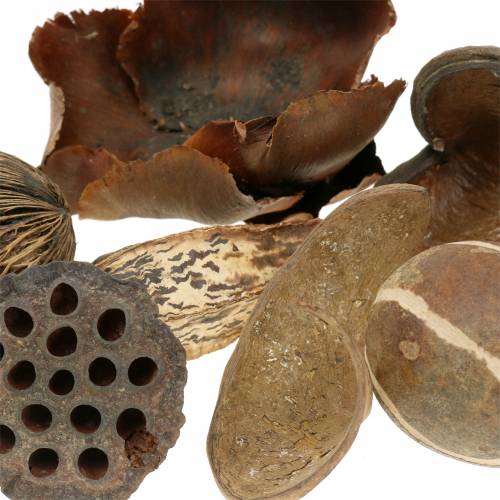 Floristik24 Assortimento esotico natura in rete 200g