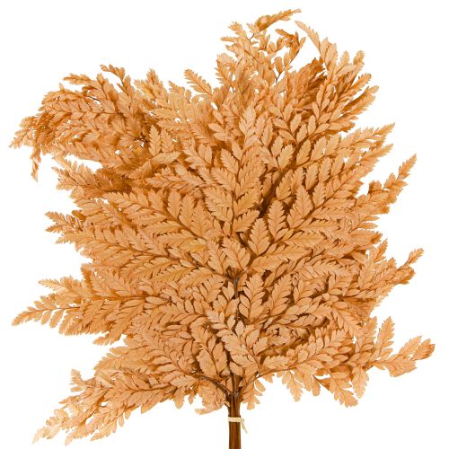 Prodotto Decorazione di felce vere fronde di felce arancione conservate 45 cm 10 pezzi