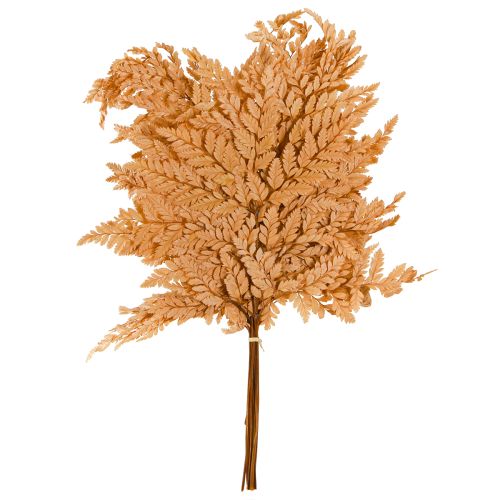 Prodotto Decorazione di felce vere fronde di felce arancione conservate 45 cm 10 pezzi