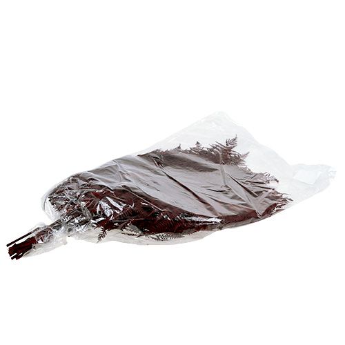 Floristik24 Felce colorata rossa 15 pz