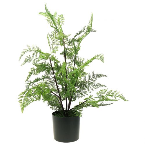 Felce arborea in vaso verde 60cm