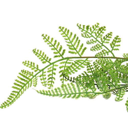 Floristik24 Felce arborea in vaso verde 60cm