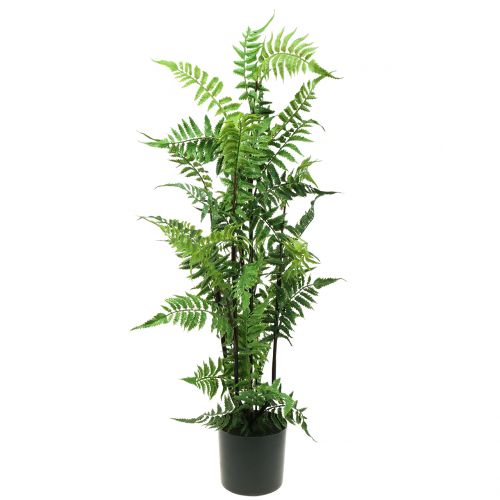 Floristik24 Felce arbustiva in vaso verde 80 cm