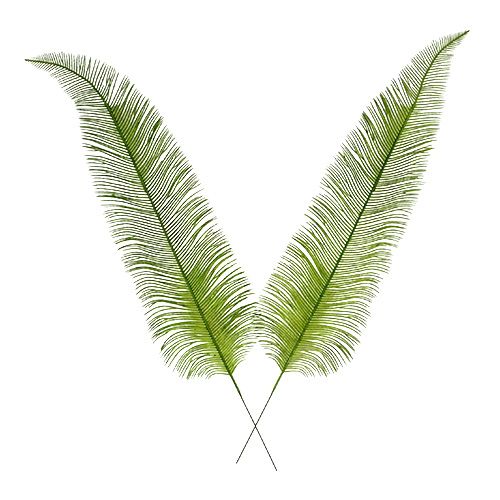 Floristik24 Foglie di felce verde 59 cm 6 pezzi