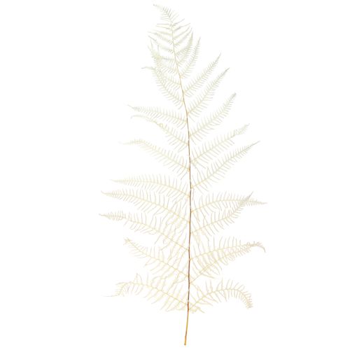 Prodotto Foglie Di Felce Felce Bianca Secca Sbiancata 50cm 10 pz