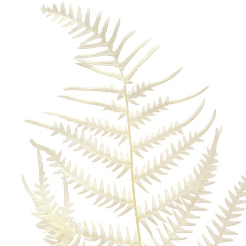 Prodotto Foglie Di Felce Felce Bianca Secca Sbiancata 50cm 10 pz