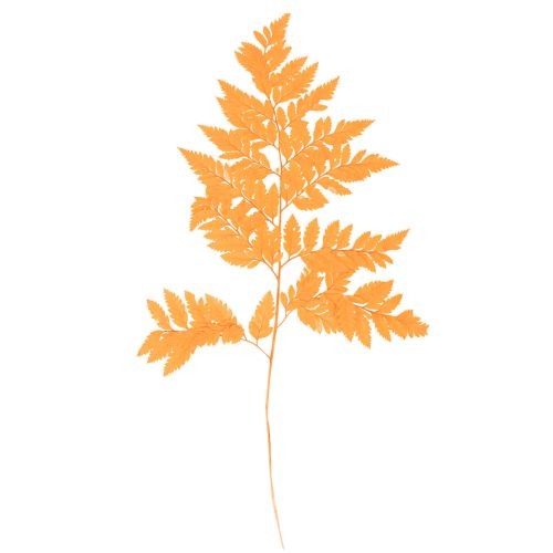 Fronde di felce essiccate e conservate per composizioni floreali e decorazioni autunnali, 42 cm, 10 pezzi acquistare | Floristik24.it