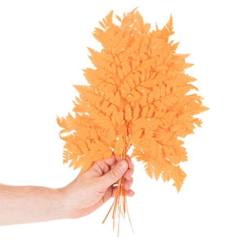 Fronde di felce essiccate e conservate per composizioni floreali e decorazioni autunnali, 42 cm, 10 pezzi | Floristik24.it
