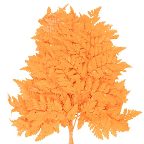 Fronde di felce essiccate e conservate per composizioni floreali e decorazioni autunnali, 42 cm, 10 pezzi | Floristik24.it