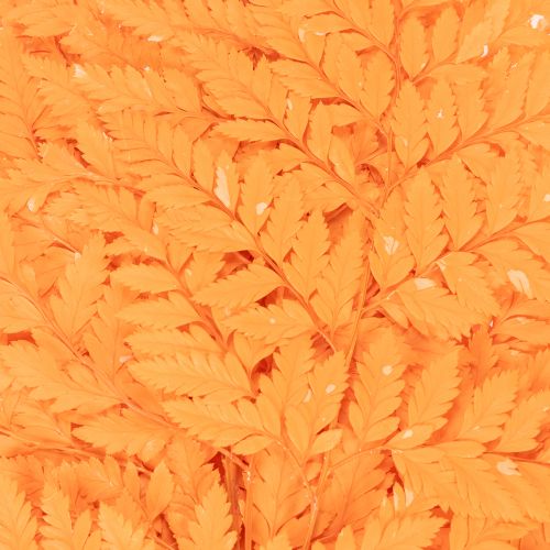 Fronde di felce essiccate e conservate per composizioni floreali e decorazioni autunnali, 42 cm, 10 pezzi | Floristik24.it