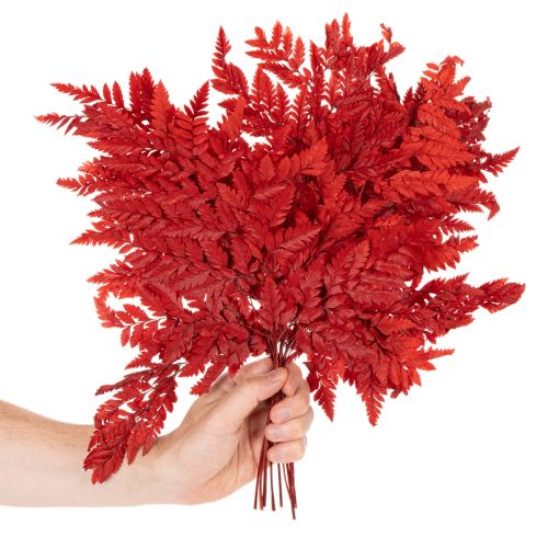Fronde di felce conservate e tinte, vere felci per composizioni autunnali, 42 cm, 10 pezzi | Floristik24.it