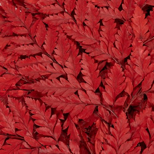 Fronde di felce conservate e tinte, vere felci per composizioni autunnali, 42 cm, 10 pezzi | Floristik24.it