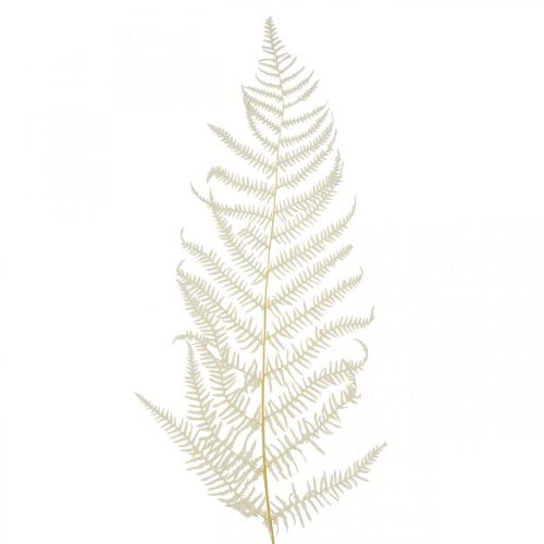 Foglie di felce Felce bianca essiccata sbiancata 50cm 10p
