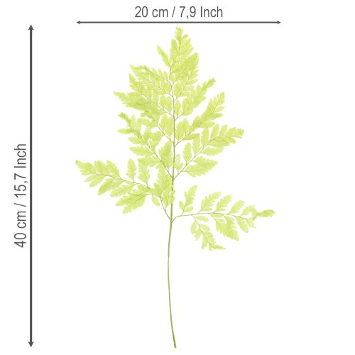 Prodotto Felci: materiale naturale stabilizzato di alta qualità per progetti decorativi di lunga durata, 40 cm, 10 pezzi